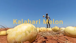 African Origin Oils | Kalahari Melon