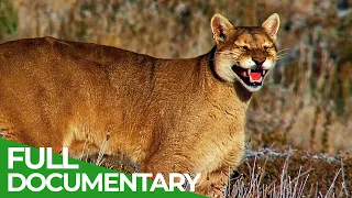 Wild Journey - Chile: Country of Contrasts | Free Documentary Nature