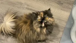 Cutest Persian Tortie Cat bosses me around