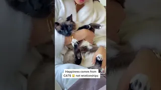 #happiness comes from cats, not #relationship #pishi #cats #catvideos #siamese #persian #cutecat