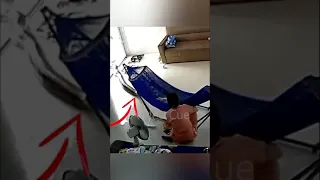 Mom and baby chilling on Hammock and then Snake Happens - Video Cue