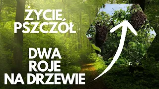 Rój pszczół. Życie pszczół. |Przygoda z pszczołami  #pszczoła #pszczelarstwo #bee #natura