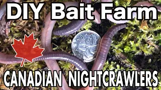 Raising Canadian Nightcrawlers At Home | DIY Dew Worm Farm