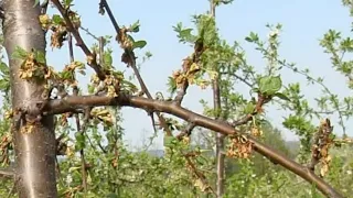 Prevent the appearance of diseases and pests - work in the orchard that you need to do now