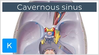 Cavernous Sinus - Location, Drainage & Function - Human Anatomy | Kenhub