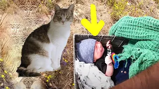 The Cat Found A Baby Abandoned In a Box But He Did Something Shocking