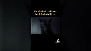 Film - Vahşetin Çağrısı "Lider kim belli olacak"