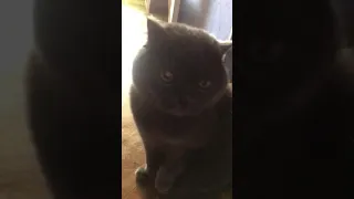 Кот мяукает, чихает и мило мурлыкает 🐱