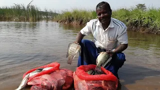 Sri Lanka Fishing video | Tilapia 25 kg | Fishing in village | Freshwater Fish | Live 🇱🇰