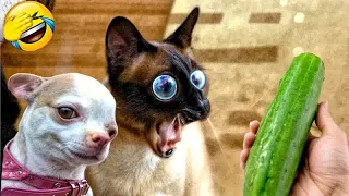 Hilarious Cats and Dogs😹🐶Funniest Animals 2024😼Part 7