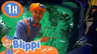 بليبي يزور حوض سمك | بليبي بالعربي | كرتون اطفال وأغاني بليبي