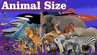 Animals size comparison with sound 2021| Mammals Name | Animals Animation #ANIMALS