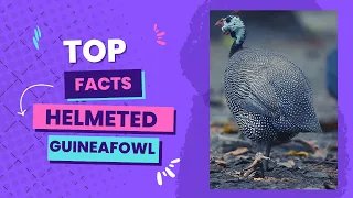 Helmeted guineafowl facts