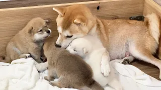 [Shiba Inu Puppy] Healing Puppies for Sleepless Nights