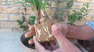 How To Grow Saffron  Plant From Bulbs? kesar | Saffron crocus Growing Tips