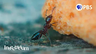 How Ants Make Our Cities Healthier