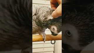 Touch me! Grey Parrot Demands a Preening. #shorts