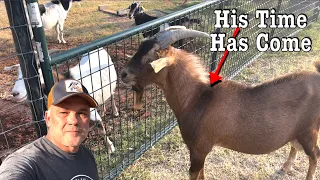 Breeding Season Is Here For The Goats | Buck Meet Doe