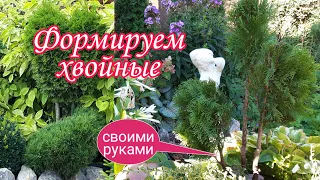 Формируем хвойные.Топиарная форма туи своими руками. Красивые хвойные.Красивый сад.Ландшафтныйдизайн