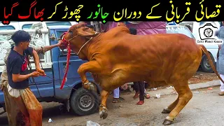 Anari Qasai vs Khatarnak Bull | Part 1 | HEAVY Bull Qurbani | Bakra Eid 2021 | Eid ul Adha 2021