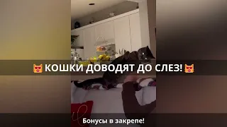 😹Смех до слез: смешные кошки в лучших приколах!🐈 Выпуск 769