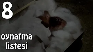 Zor Hedef Fare Türkçe Dublaj 100 Like? Full Film 8.Kısım (Mouse Hunt)