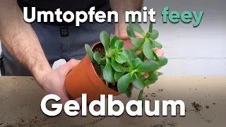 Wie topfe ich einen Geldbaum um? - Umtopfen mit feey