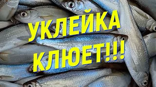 Уклейка клюет!!!