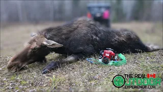 Moose Hunting 2021 with the Portable Winch