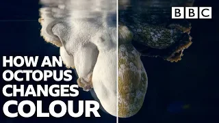 Amazing Octopus changing colour transformations - BBC