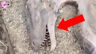 These Unexplained Videos Are Freaking Skeptics Out