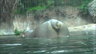 Hippo Farts!