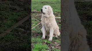 Polish Tatra Livestock Guardian Dog (LGD) meeting newborn Icelandic lambs for the first time.