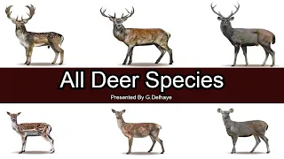 All Deer Species - Species List