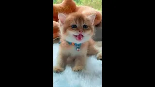 You'll LAUGH FOR SURE!😹- FUNNY CAT VIDEOS OF 2021 | YUFUS - Funny Cat ^-^ 2021