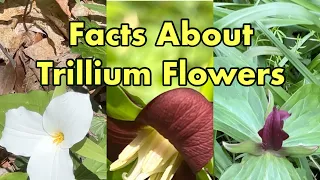 Facts About Trillium Flowers #nature #nativeplants #ohionature #wildflowers