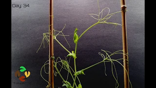 How Plants Climb Time Lapse