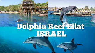 Dolphin Reef Red Sea Eilat.