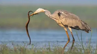 GREY HERON HUNTING A SNAKE