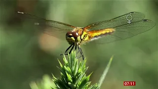 Climate change: Dragonflies spread north in warming world (UK/Eire) - BBC News - 7th September 2021