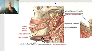 Anatomy of head and neck module in Arabic 54 (Mylohyoid muscle) , by Dr. Wahdan