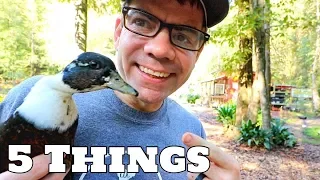 5 Things You Should Know Before Getting DUCKS! (The Farm Life)