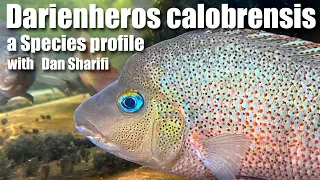 Darienheros calobrensis: a species profile of an incredible Panamanian jewel of a Cichlid