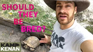 The Sulcata Tortoise Egg Laying Season is here!