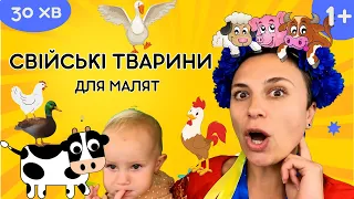 🐤 Тварини на фермі - велике відео для малят 1+