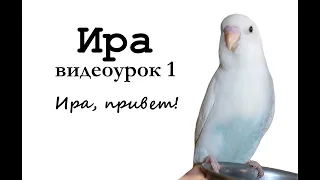 🎤 Учим попугая говорить, видеоурок: "Ира, привет!"