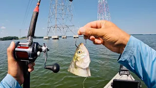 I Went To Alabama to Catch This Catfish