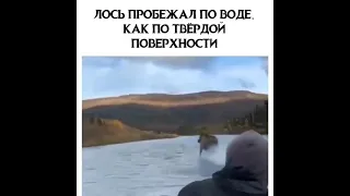 ЛОСЬ🦌 ПОБЕЖАЛ ПО ВОДЕ, КАК ПО ТВЁРДОЙ ПОВЕРХНОСТИ❗