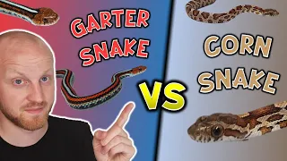 Corn Snakes VS Garter Snakes: Which One Is The Best Snake?