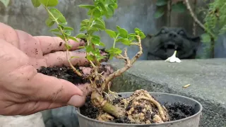 why we need to do root selection on bonsai trees